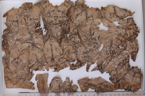 Dessins1-gambier500 Dessins1-gambier500